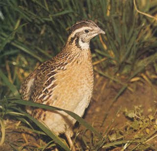 La peña Malvis 1