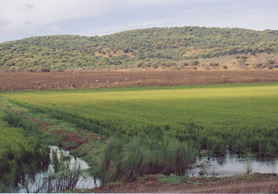 El arroz 1
