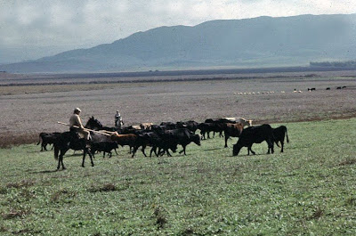 Las vacas de Rehuelga. Por Pilar Reyes Monroy