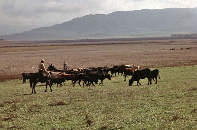 Toros si, toros no.