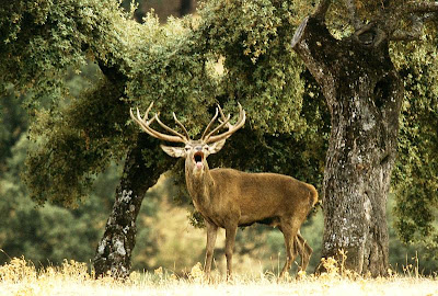 La comarca de La Janda. La fauna. Y 7