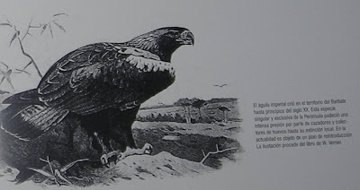 Los paraísos perdidos. Las aves de la Laguna de la Janda. 3