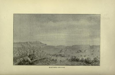 Los paraisos perdidos. Las aves de La Laguna de La Janda. 5