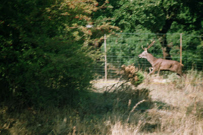 Del bosque humanizado al bosque «venadizado». Y 3