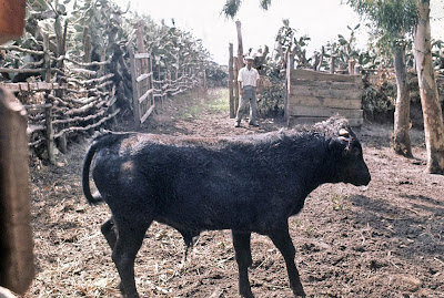En el “Cortijo de los Ahijones” El Carnicerito. Otros aficionado. Curro Posada en esta. Otra encerrona.