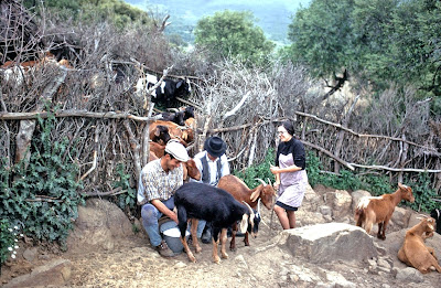 Cabras en las Gargantillas