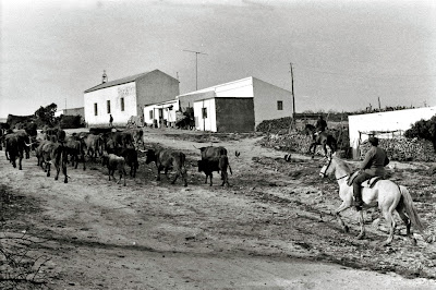 Vacas por el Tajo