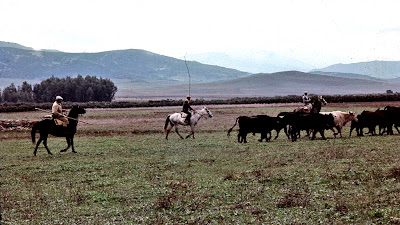 Conduciendo al herradero