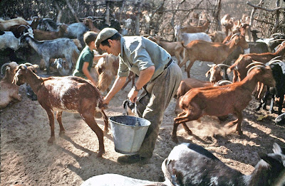 Ordeñando cabras