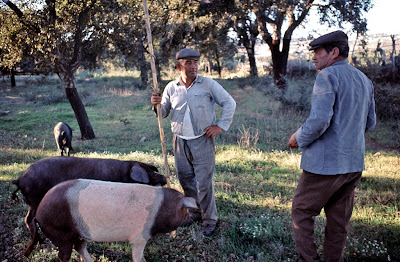 Cochinos en la huerta de Ricardito