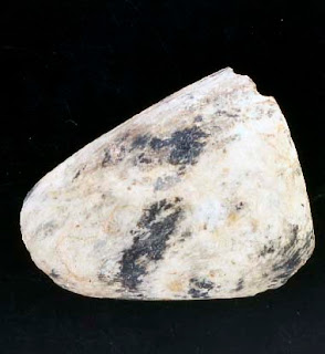 Azuela benalupense