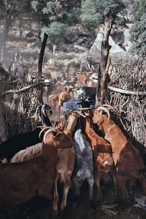 La Sierra. Las actividades económicas. La ganadería tradicional, arriería y recova