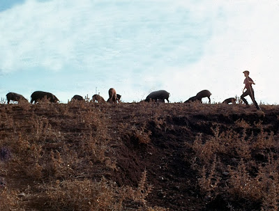 La montanera