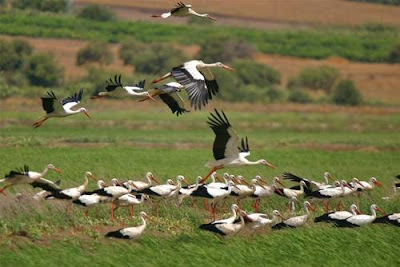 La laguna de la Janda. La fauna antes de la desecación. 5