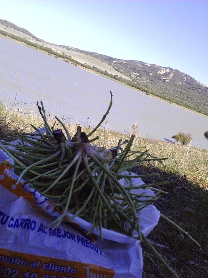 Se venden tagarninas, espárragos, cabrillas y hongos