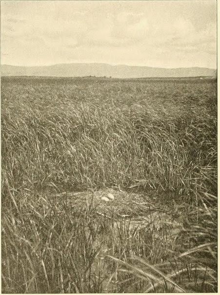 Las necrópolis megalíticas del entorno de la laguna de La Janda. El contexto (1)