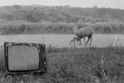 La tele, los caracoles y las ovejas