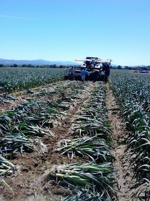 De las Lomas al Cortijo Bio, pasando por el campo de golf