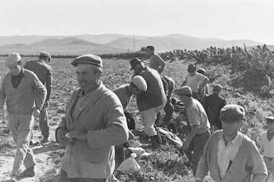 Lo que el viento se llevo. La gran transformación del campo benalupense. 2