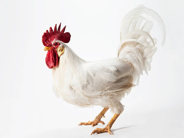El Gallo Blanco. Vivencias de aquellos años en la Alameda 1.A. Por Francisco J. Martínez Guerra