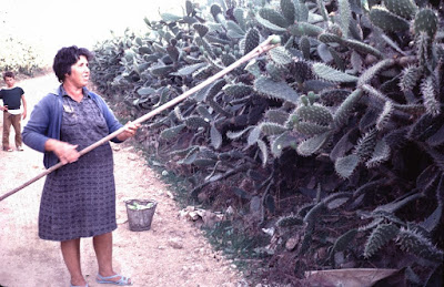 Las tradiciones se rebelan. Las tunas. 81
