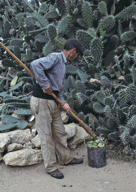 Las tradiciones se rebelan. Las tunas. 82