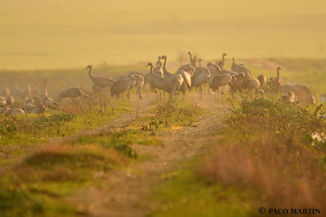 Los nombres de los lugares. La laguna de La Janda. La fauna. Las grullas. 5